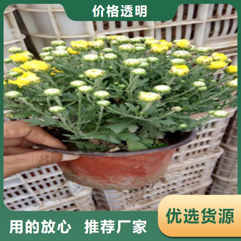 湖南省怀化销售紫花满天星