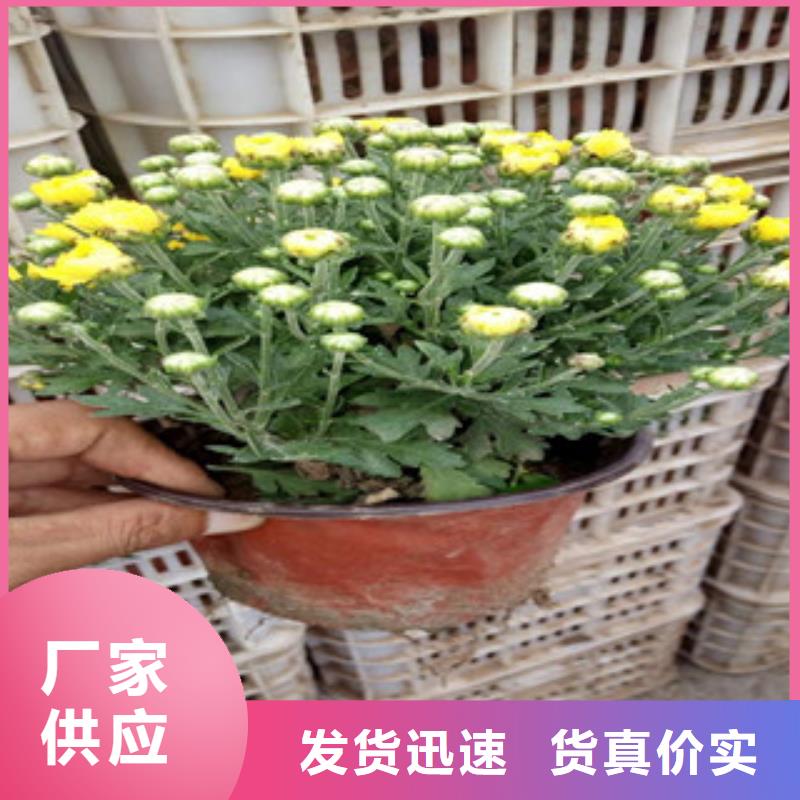 花海景观【花海景观工程】经验丰富质量放心