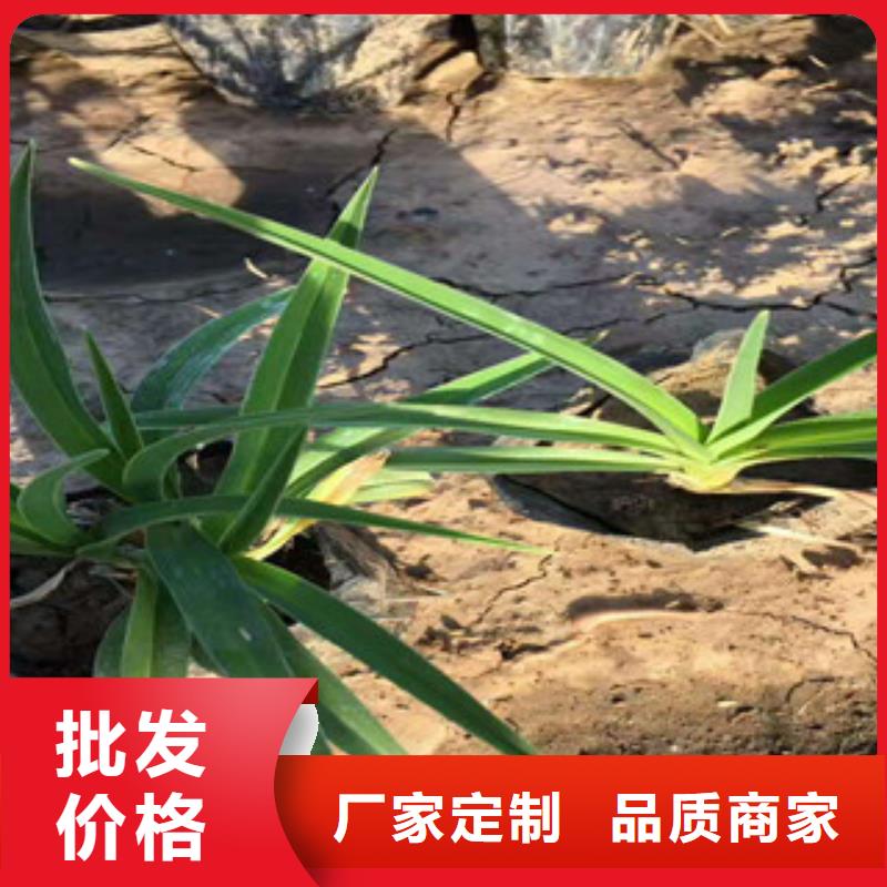 北京细茎针茅怎么养