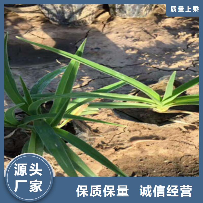 维吾尔自治区连钱草