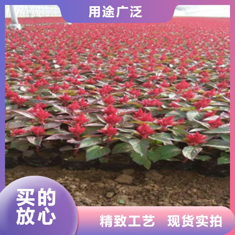 宿根花卉报价/种植基地在哪