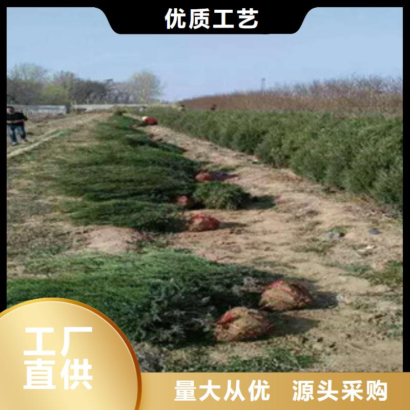 成活率高的水生植物道路绿化推荐