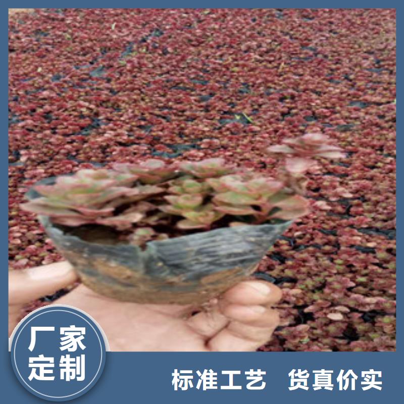 细叶针茅