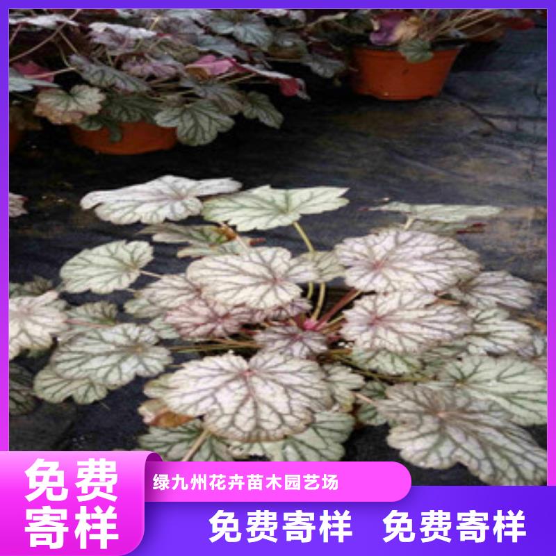 水生植物睡莲2024进口新品种