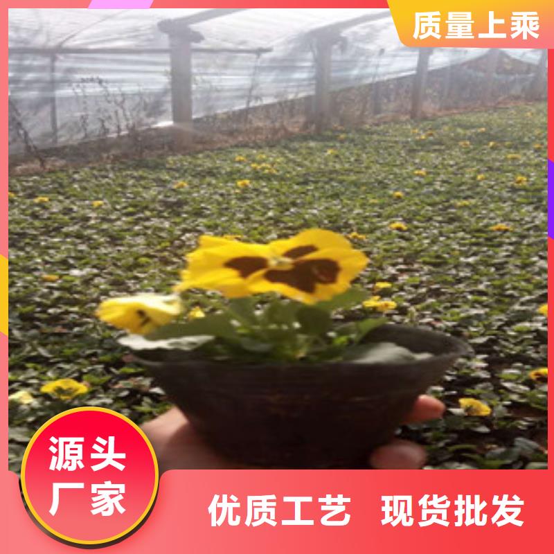 河南省新乡优选紫菀