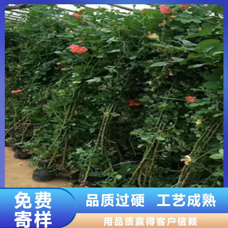 青州苗紫菠菜基地直销