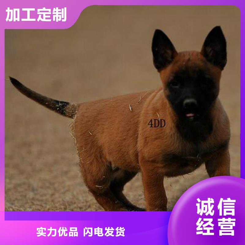 【图】【纯种马犬】纯种（CKU认证犬舍）