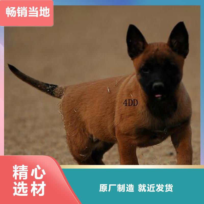 纯种马犬血统纯正