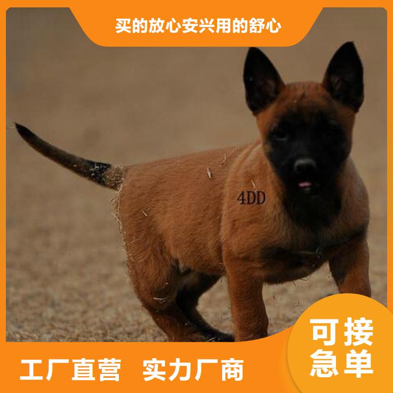 【图】【马犬】价格，图片（CKU认证犬舍）