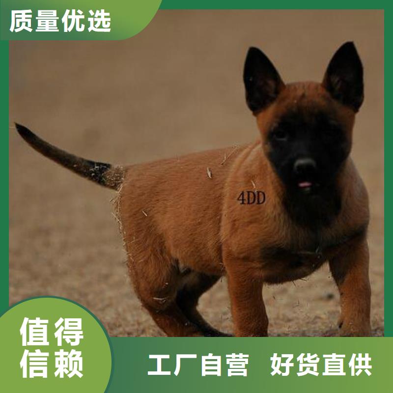 马犬血统纯正