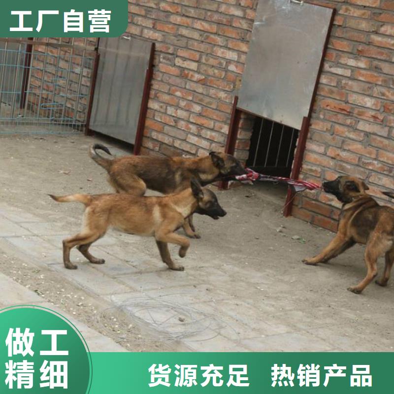 马犬血统纯正