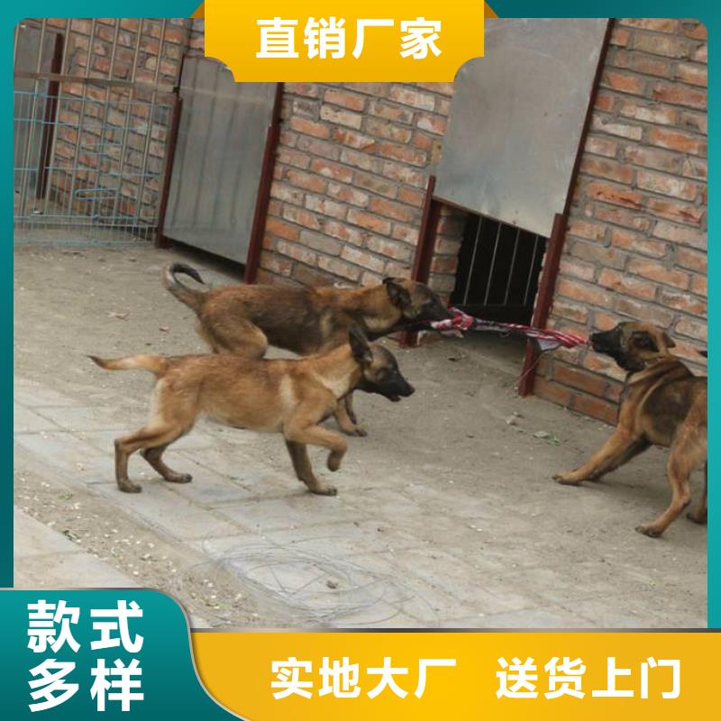 【图】【正宗马犬】繁育犬舍