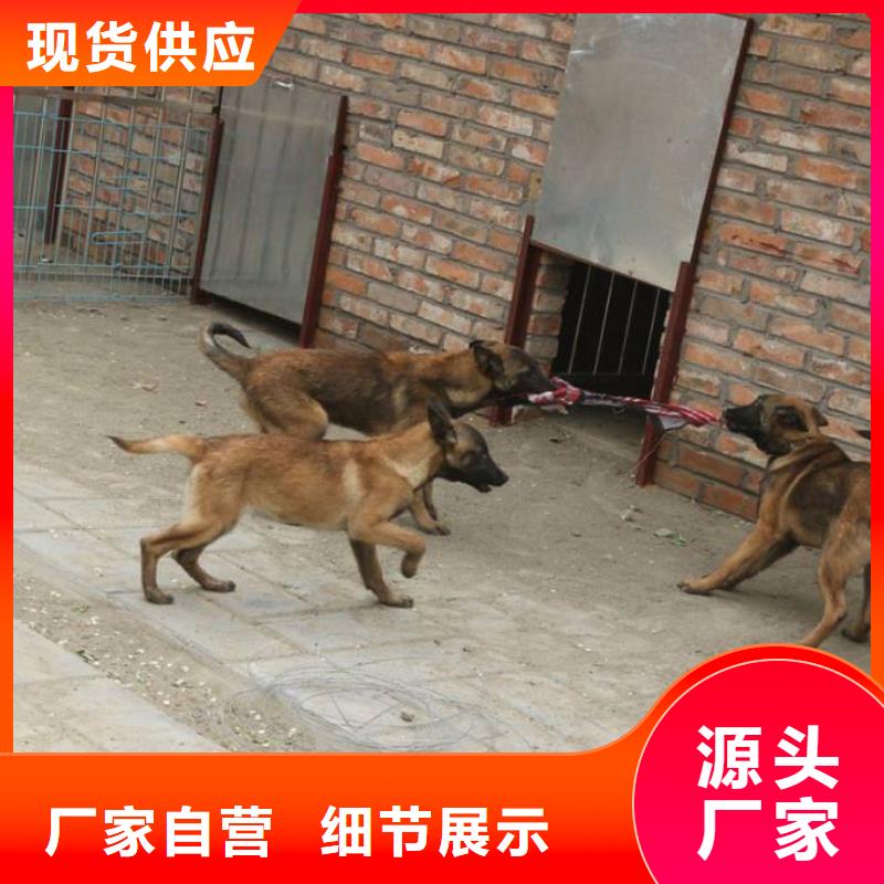 红马犬性格怎么样？