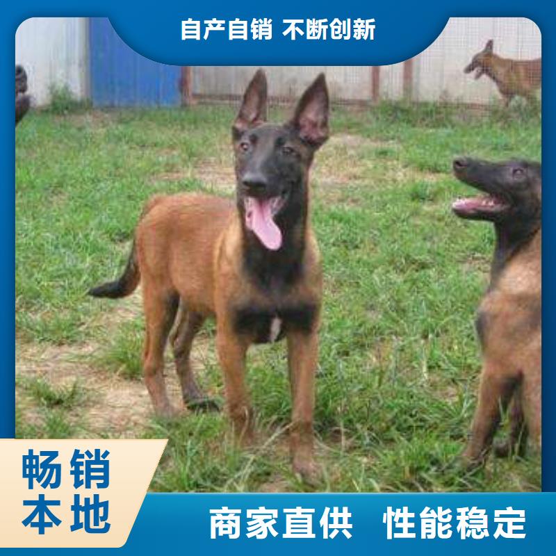 【马犬】血统纯正