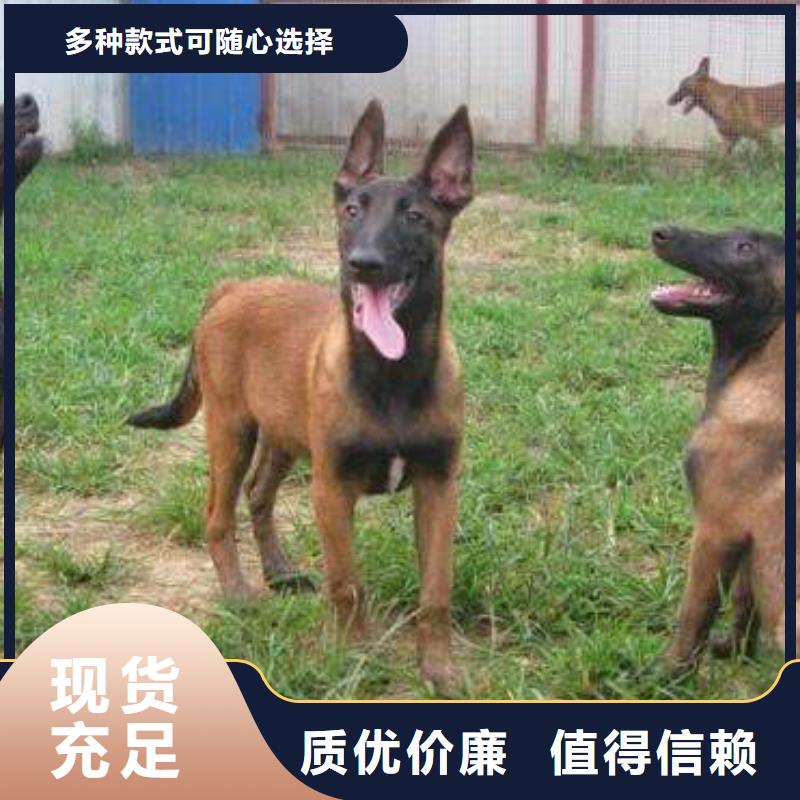 纯种马犬价格多少