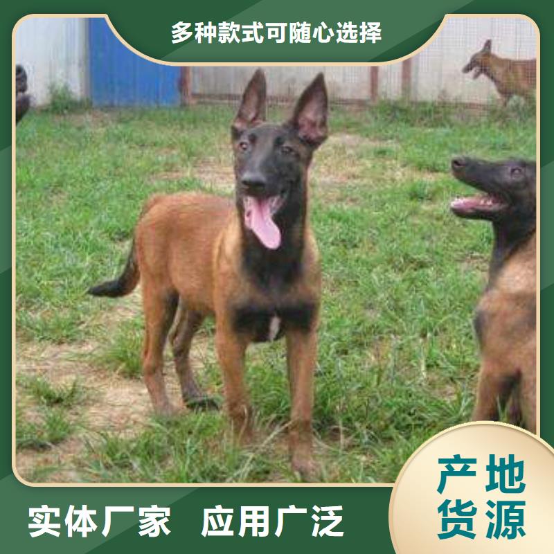 【图】【血统马犬】纯种（CKU认证犬舍）