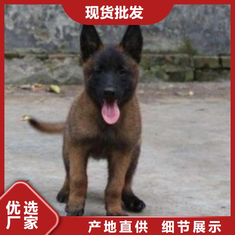 【图】【纯种马犬】血统纯正