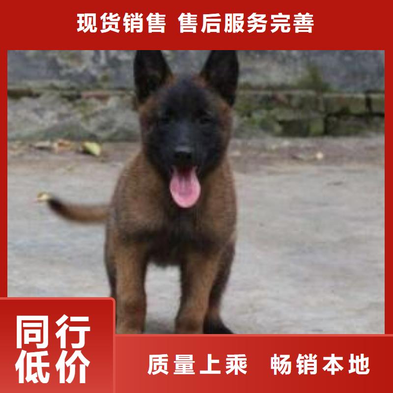 【图】【黑马犬】价格，图片