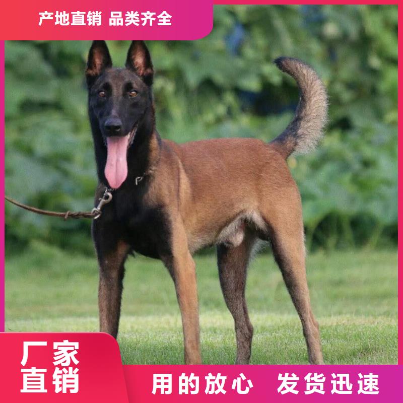 正宗马犬性格怎么样？