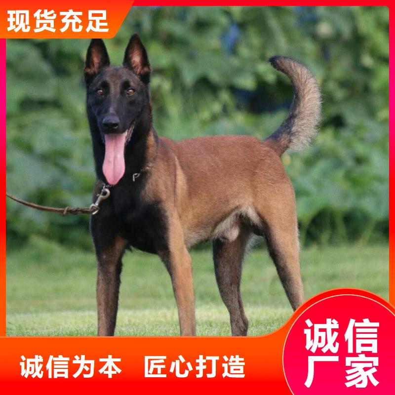 红马犬价格，图片