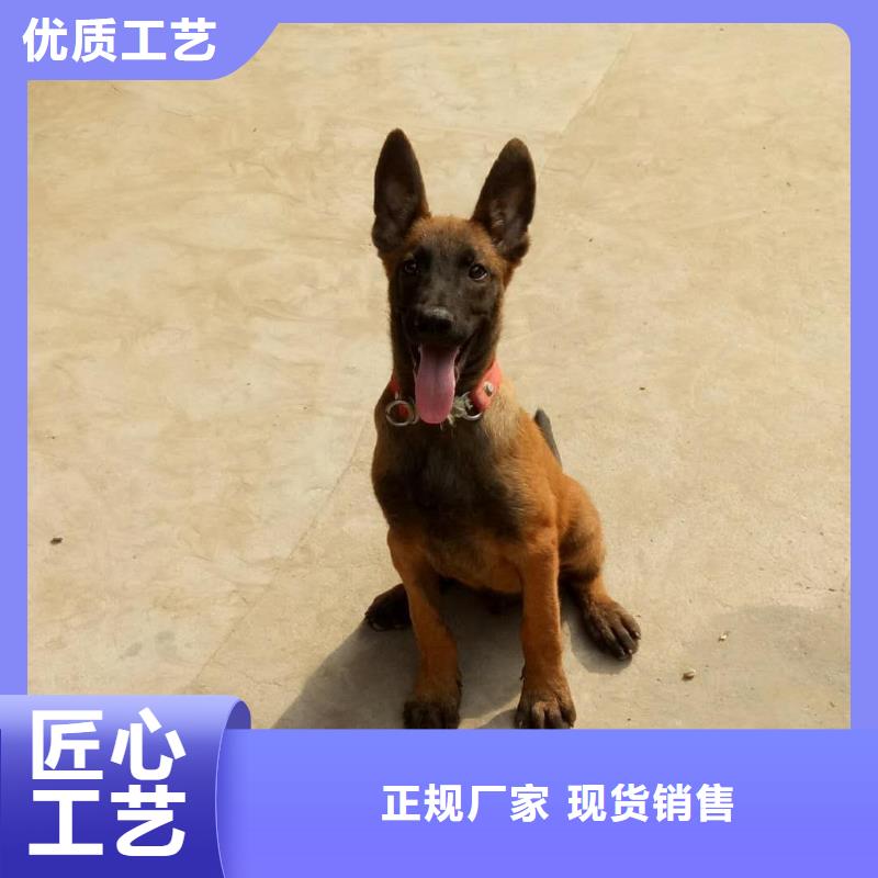 【图】【黑马犬】哪里卖