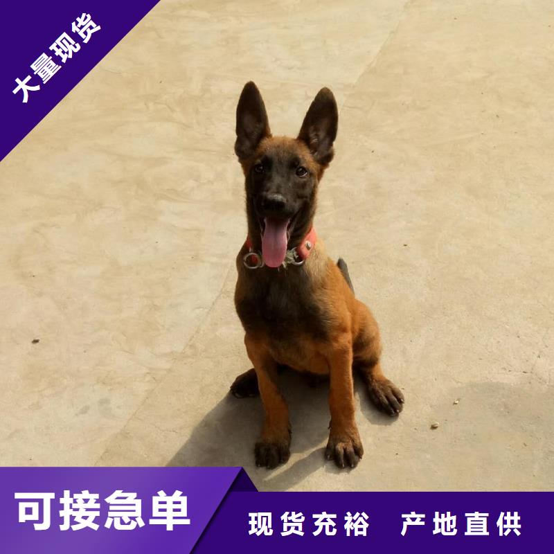 【图】【比利时马犬】多少钱一只