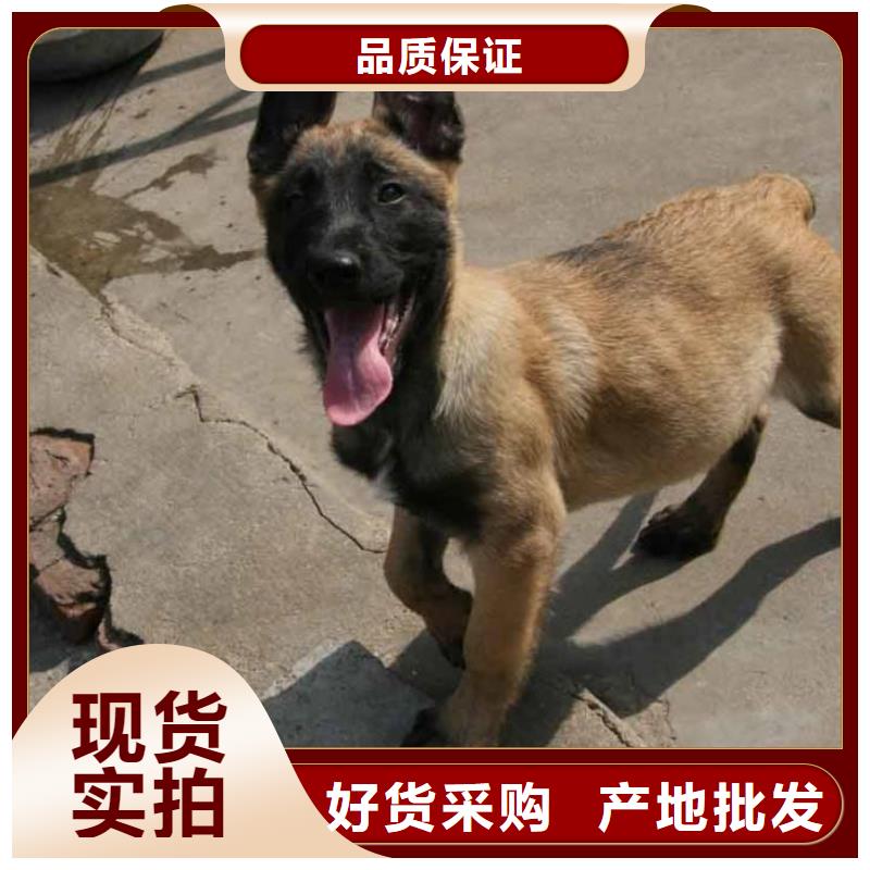 正宗马犬性格怎么样？