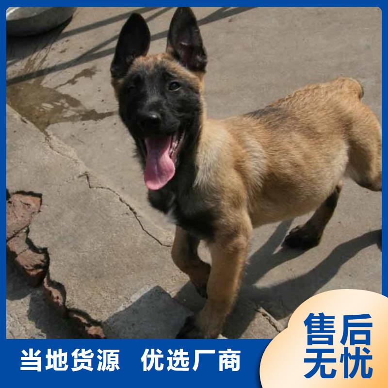 马犬血统纯正（CKU认证犬舍）