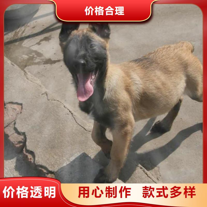 【图】【纯种马犬】性格怎么样？