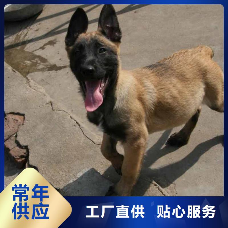 【图】【黑马犬】性格怎么样？