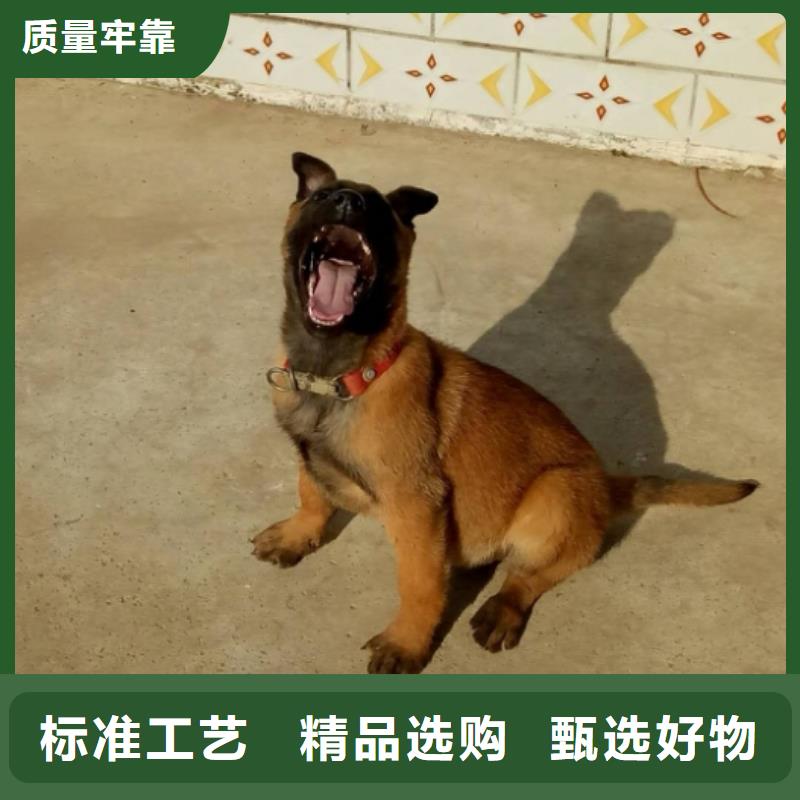 【图】【黑马犬】血统纯正