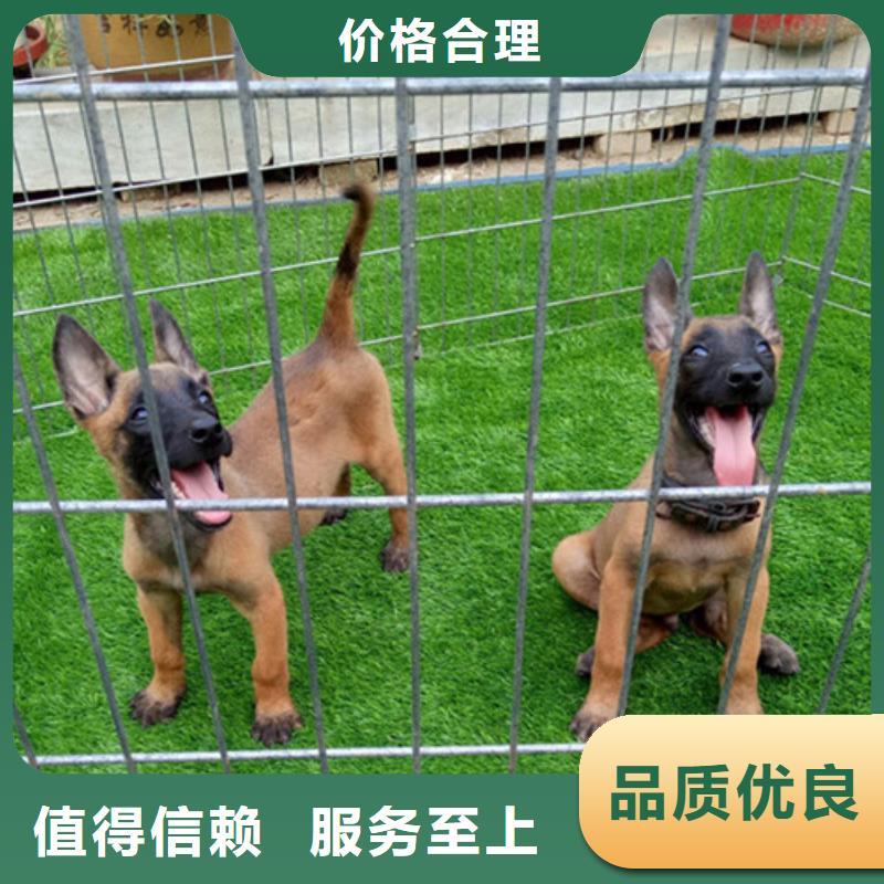 【图】【马犬】价格多少