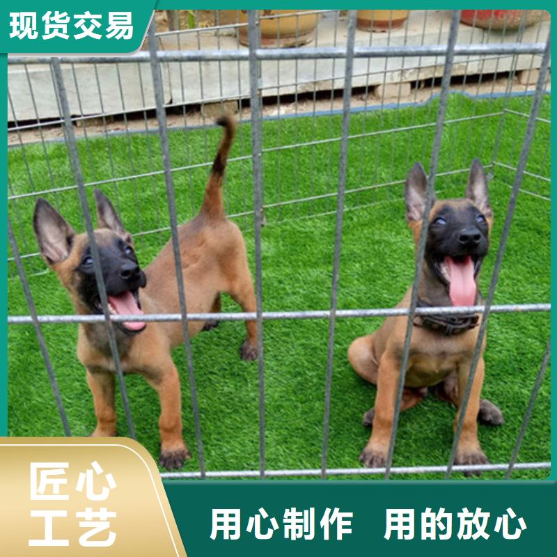 【图】【正宗马犬】繁育犬舍