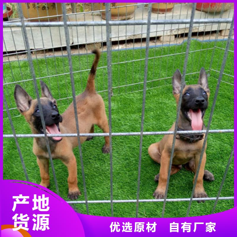 马犬血统纯正