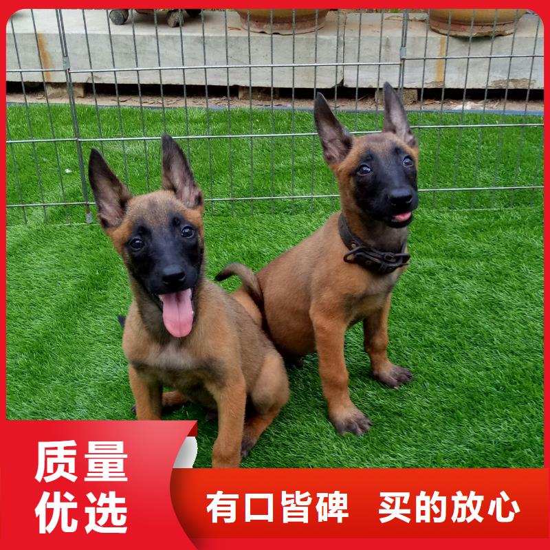 【图】【比利时马犬】血统纯正