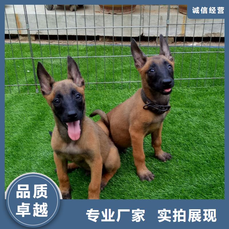 马犬性格怎么样？（CKU认证犬舍）