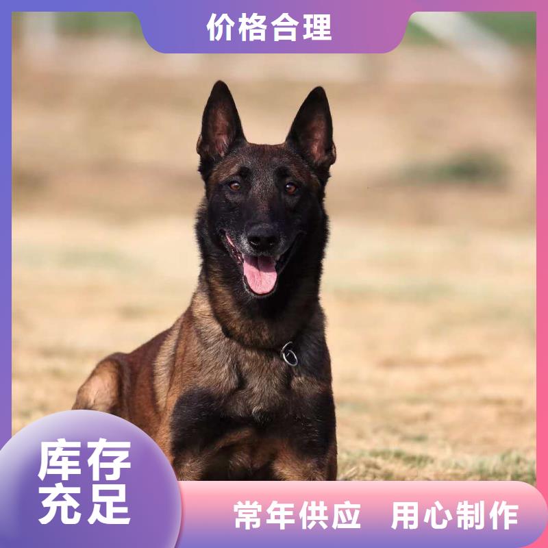 【图】【黑马犬】价格，图片