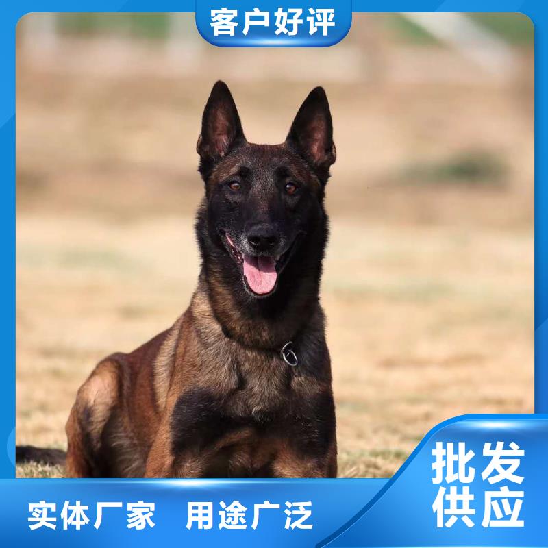 【图】【比利时马犬】多少钱一只