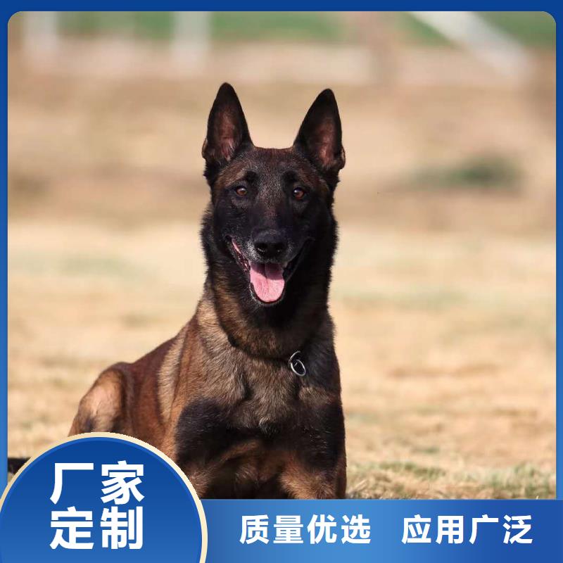 【图】【红马犬】多少钱一只（CKU认证犬舍）