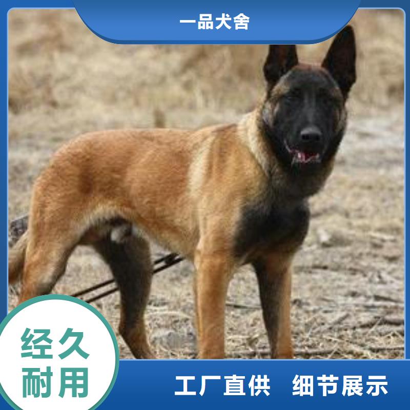 【图】【正宗马犬幼犬】血统纯正【CKU认证犬舍】