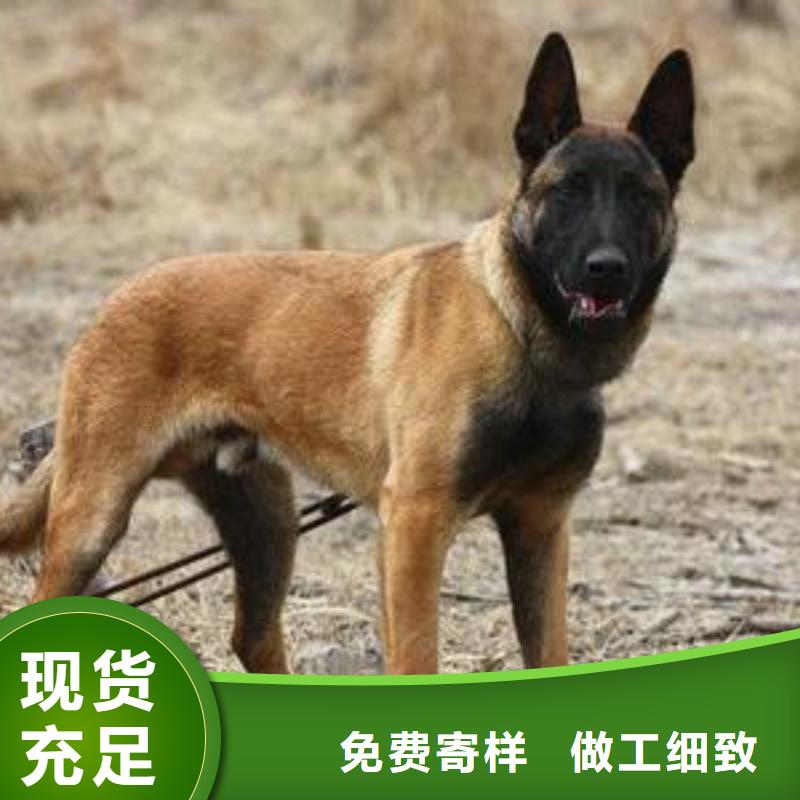 【图】【正宗马犬幼犬】价格，图片