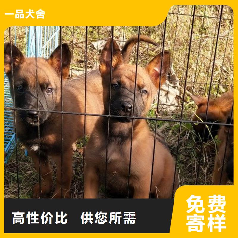 【马犬】包邮