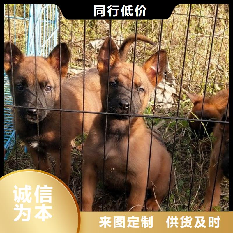 正宗马犬性格怎么样？