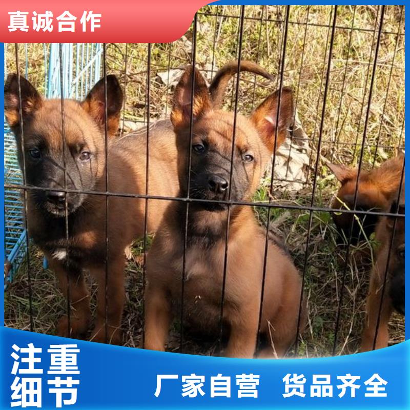 纯种马犬价格多少