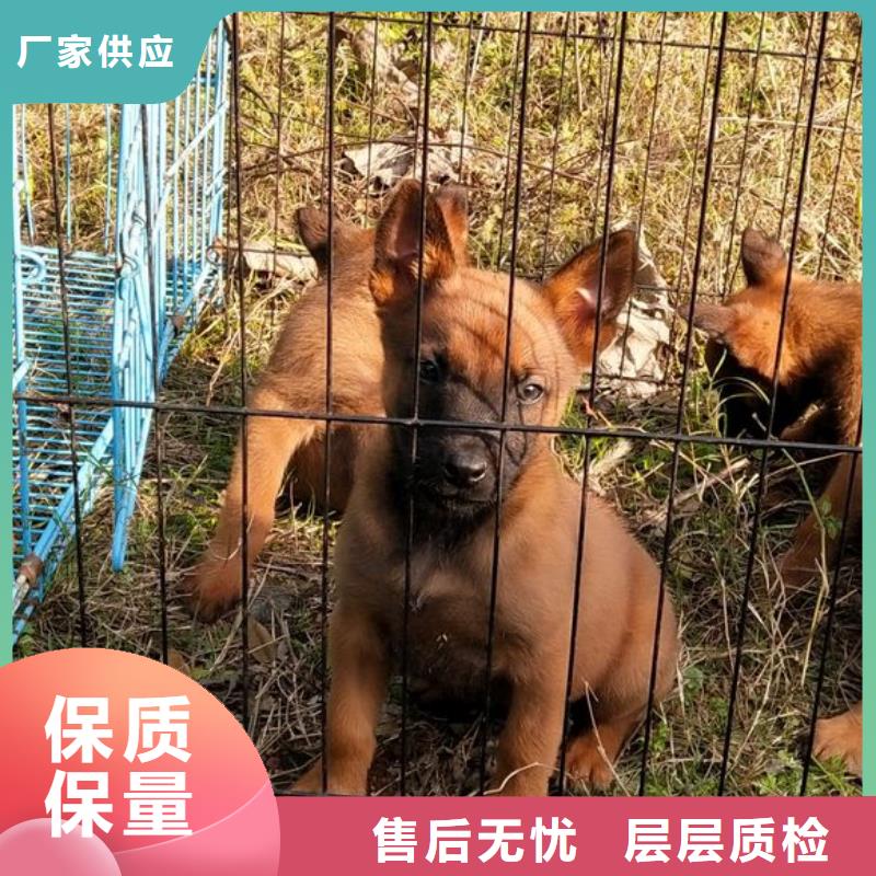 【图】【马犬】价格多少