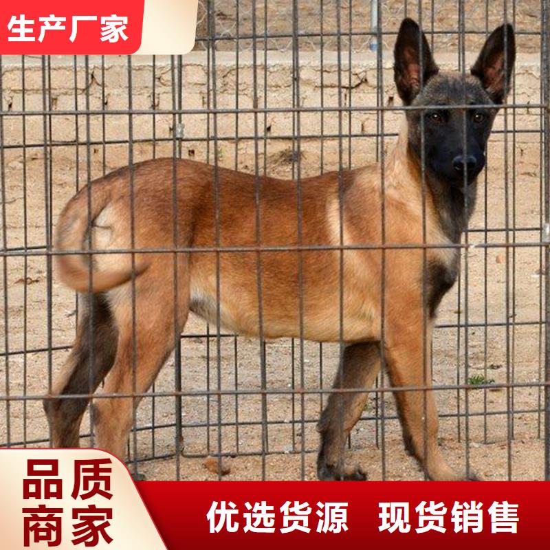 马犬血统纯正