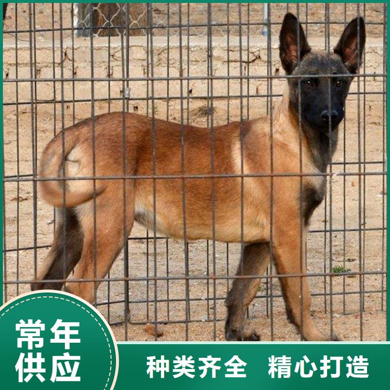 纯种马犬血统纯正