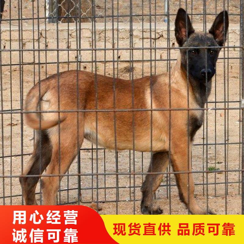 【图】【马犬】价格，图片