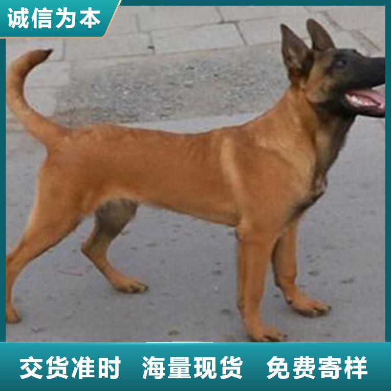 【马犬】多少钱