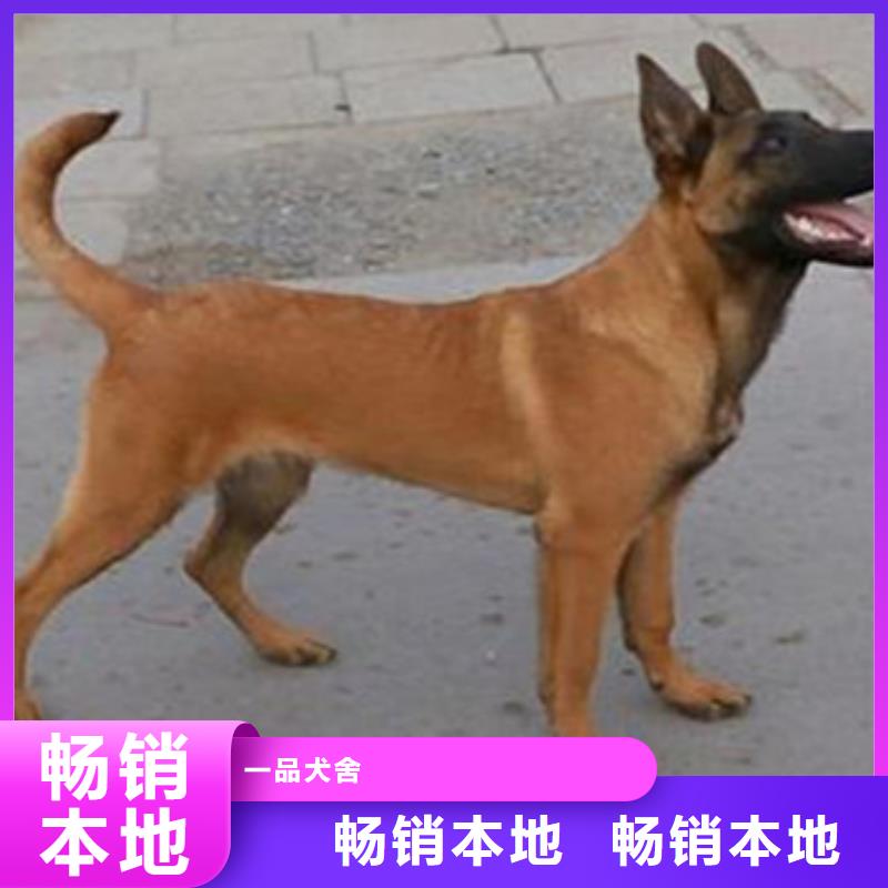 【图】【纯种马犬】哪里卖